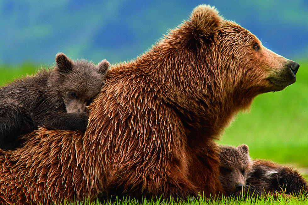 Disney’s ‘Bears’ Trailer Is Un-bear-ably Cute