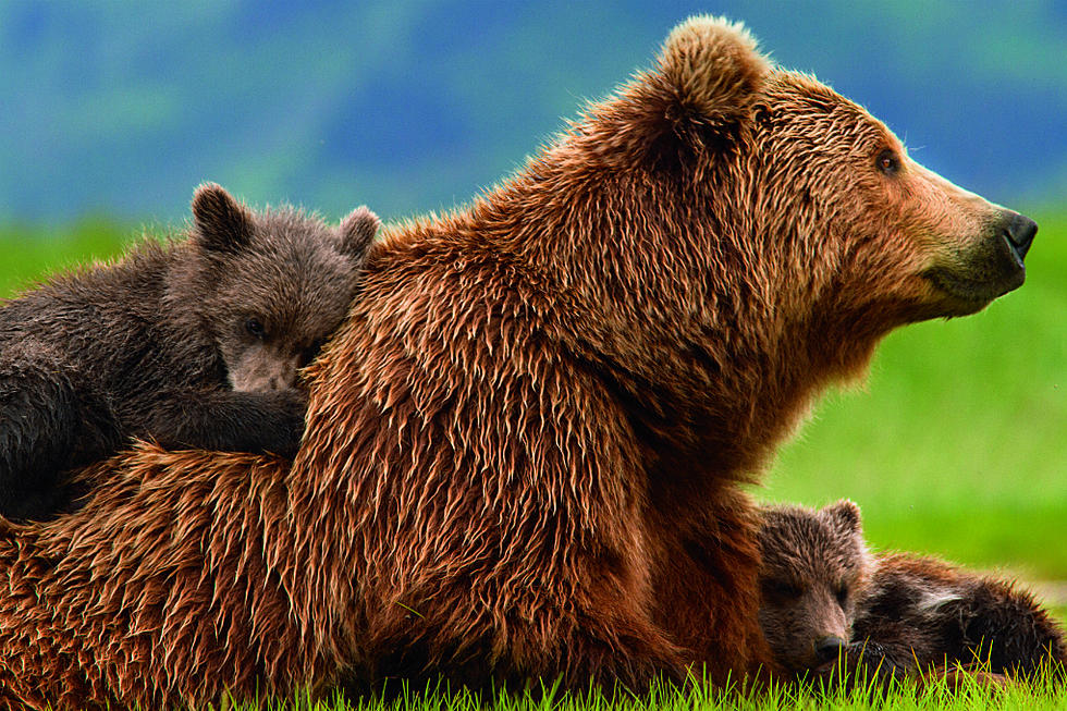 Family of Bears Surprised a family of Humans for Breakfast