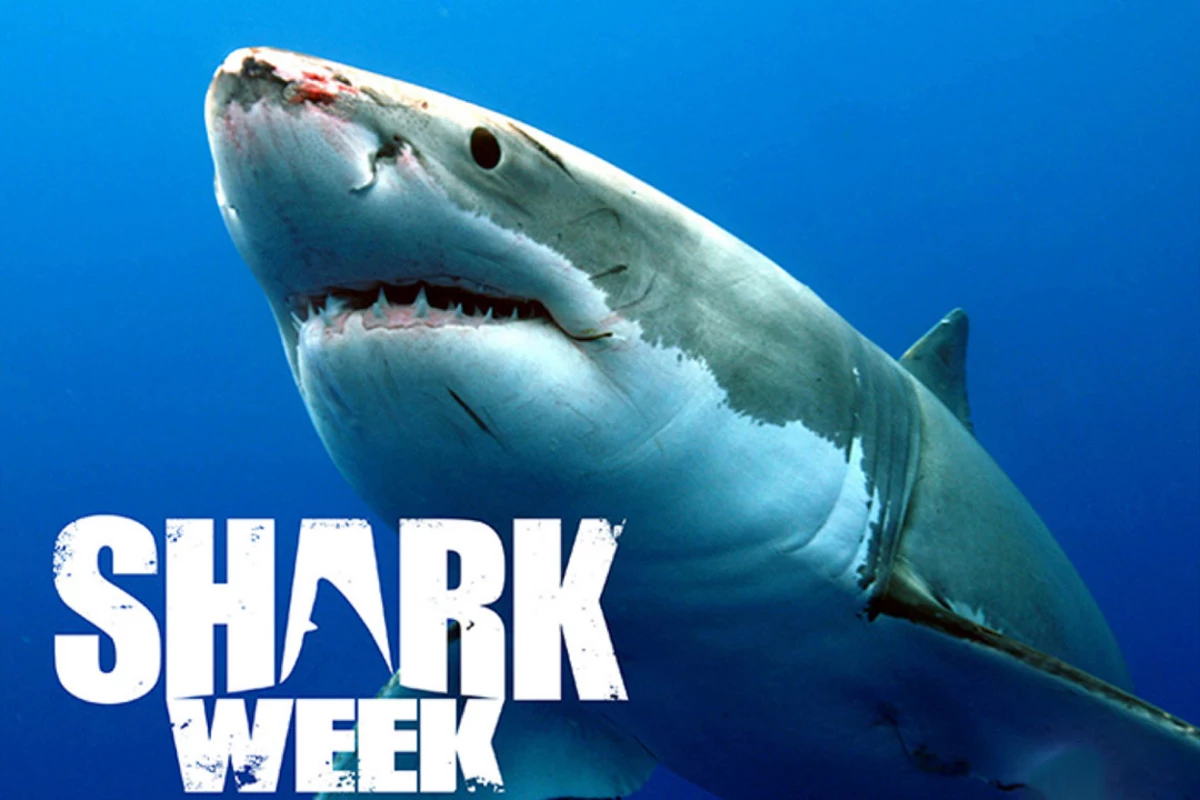 Shark week. Дискавери про акул. Неделя акул.