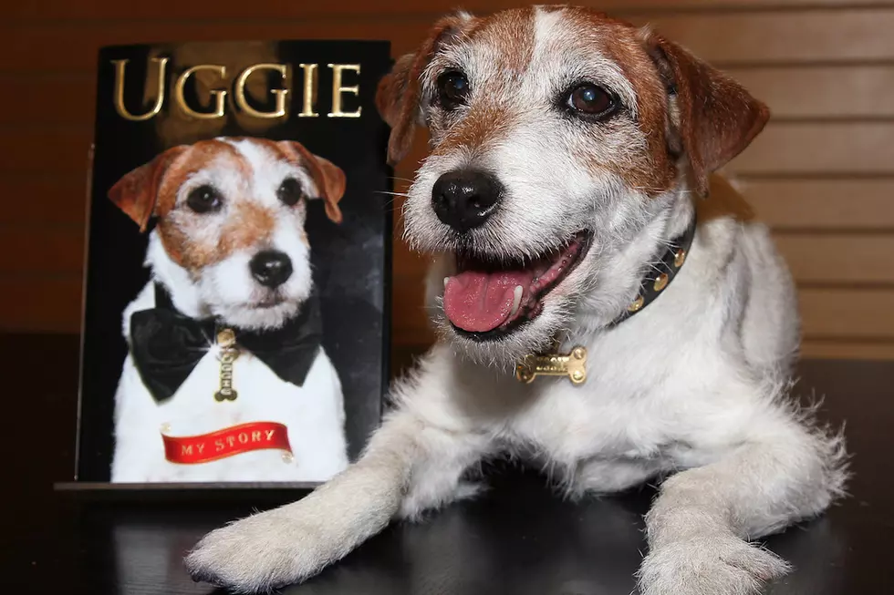 Uggie, the Scene-Stealing Canine Star of ‘The Artist,’ Dead at 13