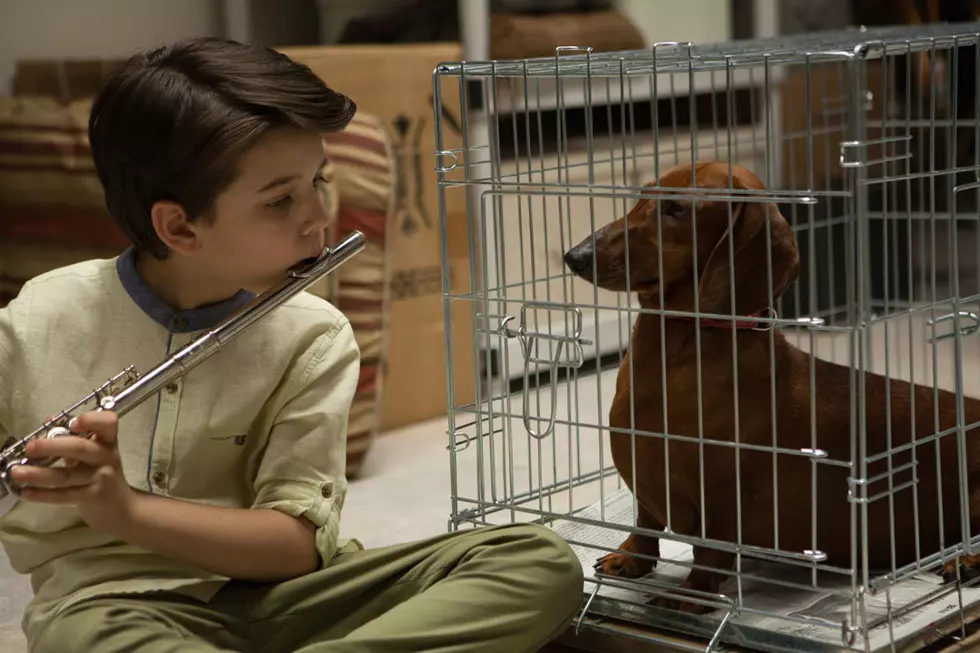 ‘Wiener-Dog’ Review: Love Dogs? Don’t See This Movie
