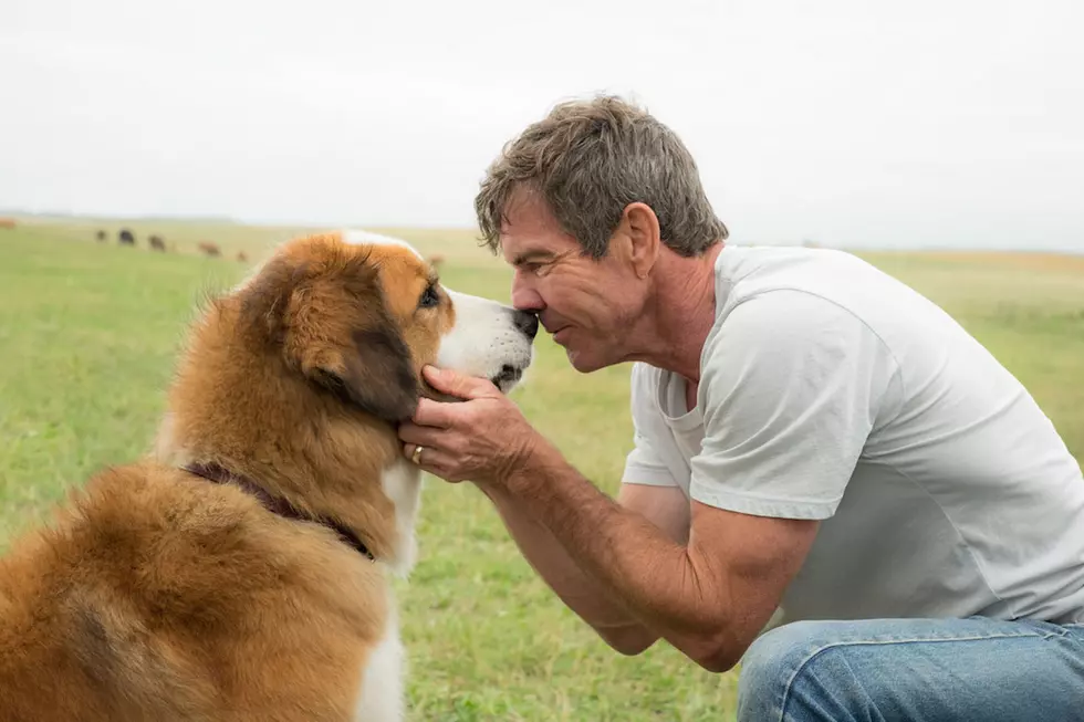 The Trailer for ‘A Dog’s Purpose’ Is the Most Depressing Dog Reincarnation Movie You’ll See