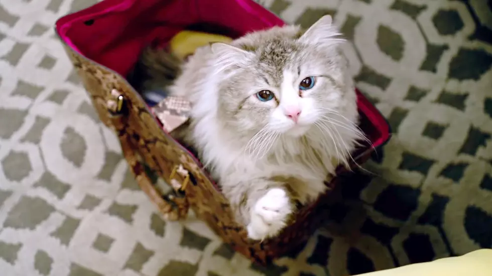 A Purrfect Ranking of the Best Cats In Movie History