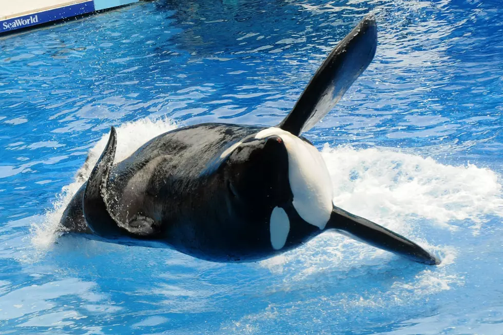 Tilikum, Subject of Killer Whale Doc ‘Blackfish’, Dies in Captivity