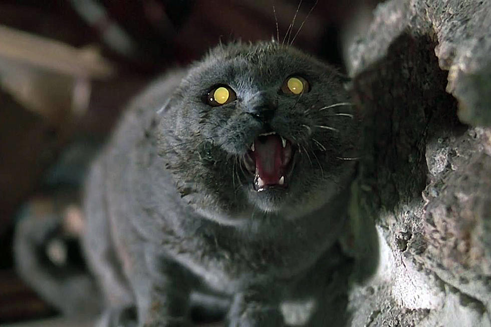First ‘Pet Sematary’ Photo Reveals Remake’s Adorably Undead Kitty Cat