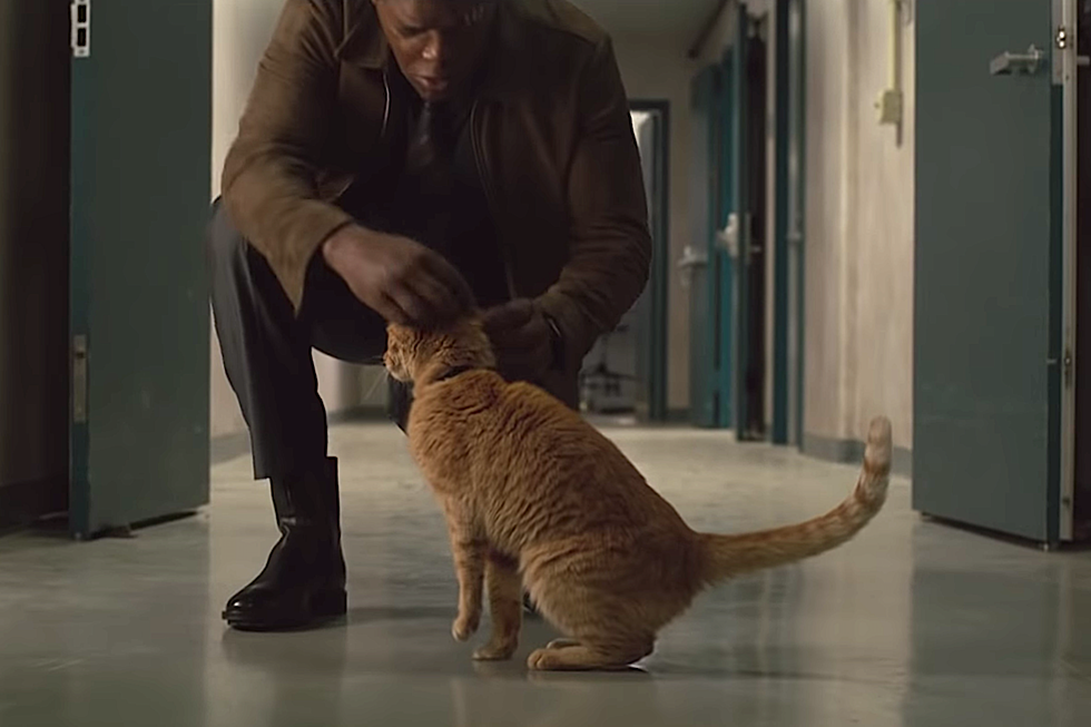 Wait, Is the Cat in the ‘Captain Marvel’ Trailer Actually Evil?