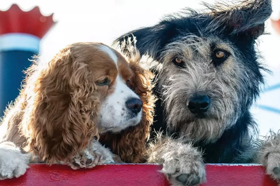 ‘Lady and the Tramp’ Trailer: Meet the Real Lady and Tramp