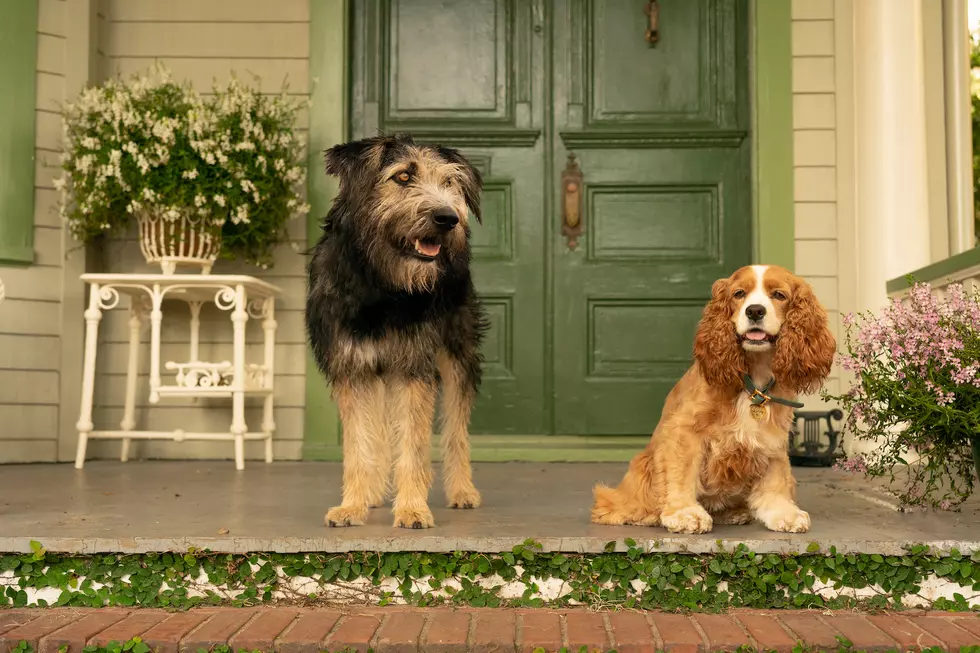 ‘Lady and the Tramp’ Review: A Remake With Disney+s and Minuses