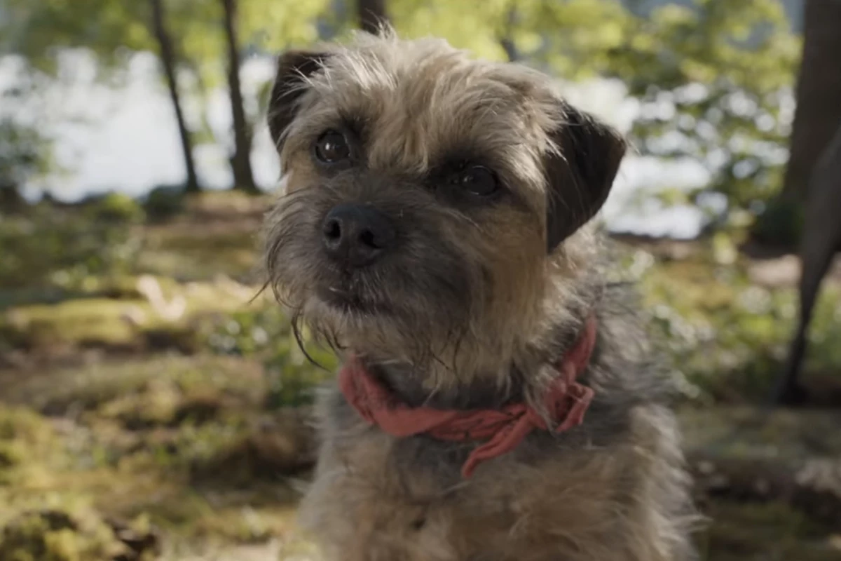 Will Ferrell Is a FoulMouthed Dog in the ‘Strays’ Trailer