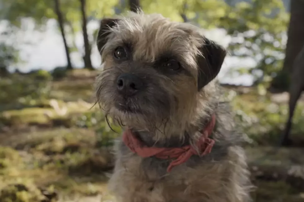Will Ferrell Is a Foul-Mouthed Dog in the ‘Strays’ Trailer