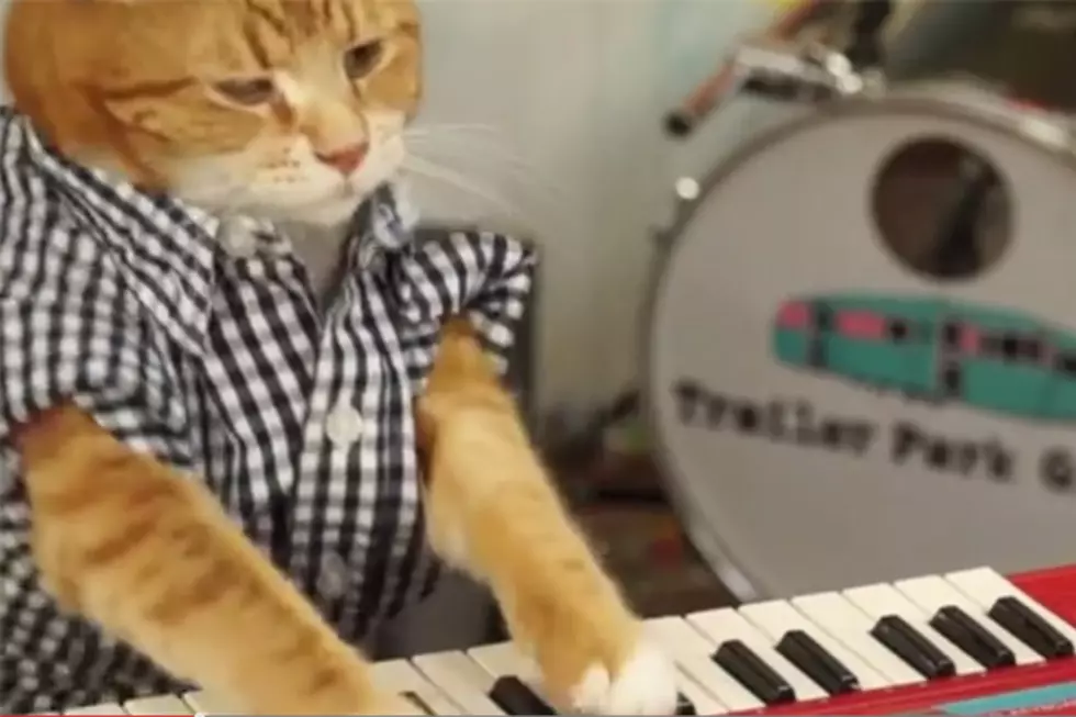 Here’s Keyboard Cat With a Garage Rock Classic