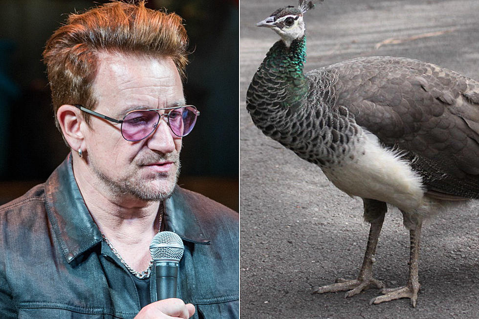 That Time Bono’s Bird Got Him in Trouble with His Neighbors
