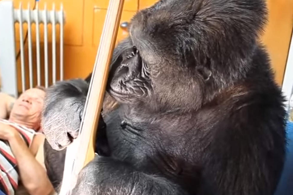 Watch Koko the Gorilla Play Flea’s Bass