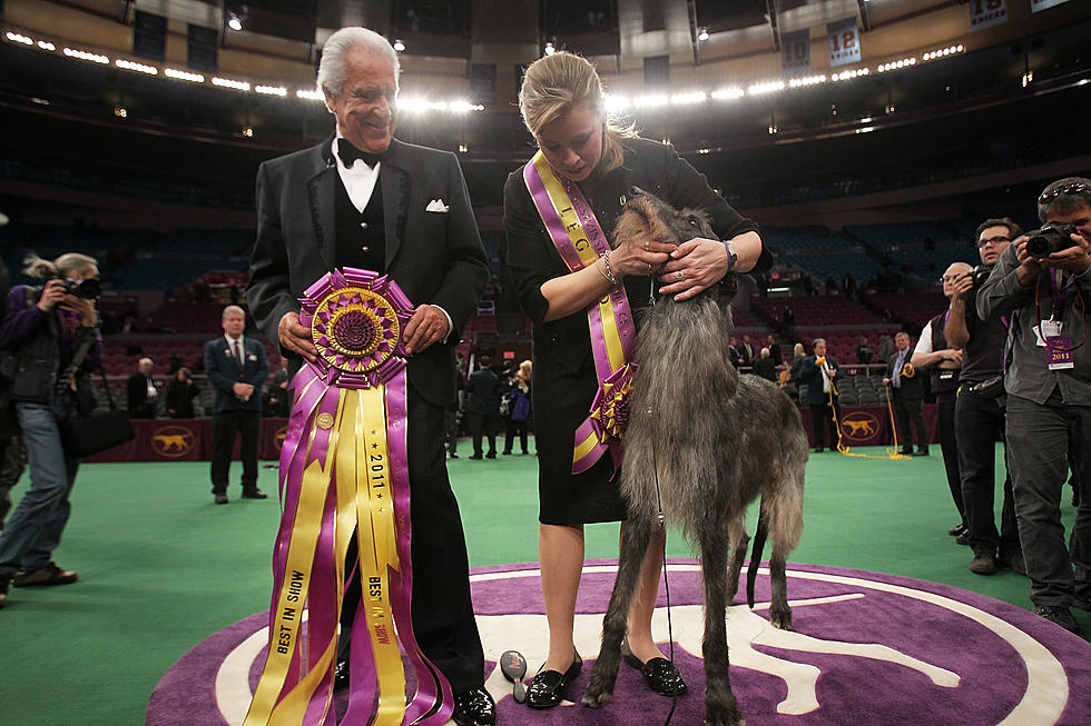 Scottish Deerhound Named Best Of Show At Westminster