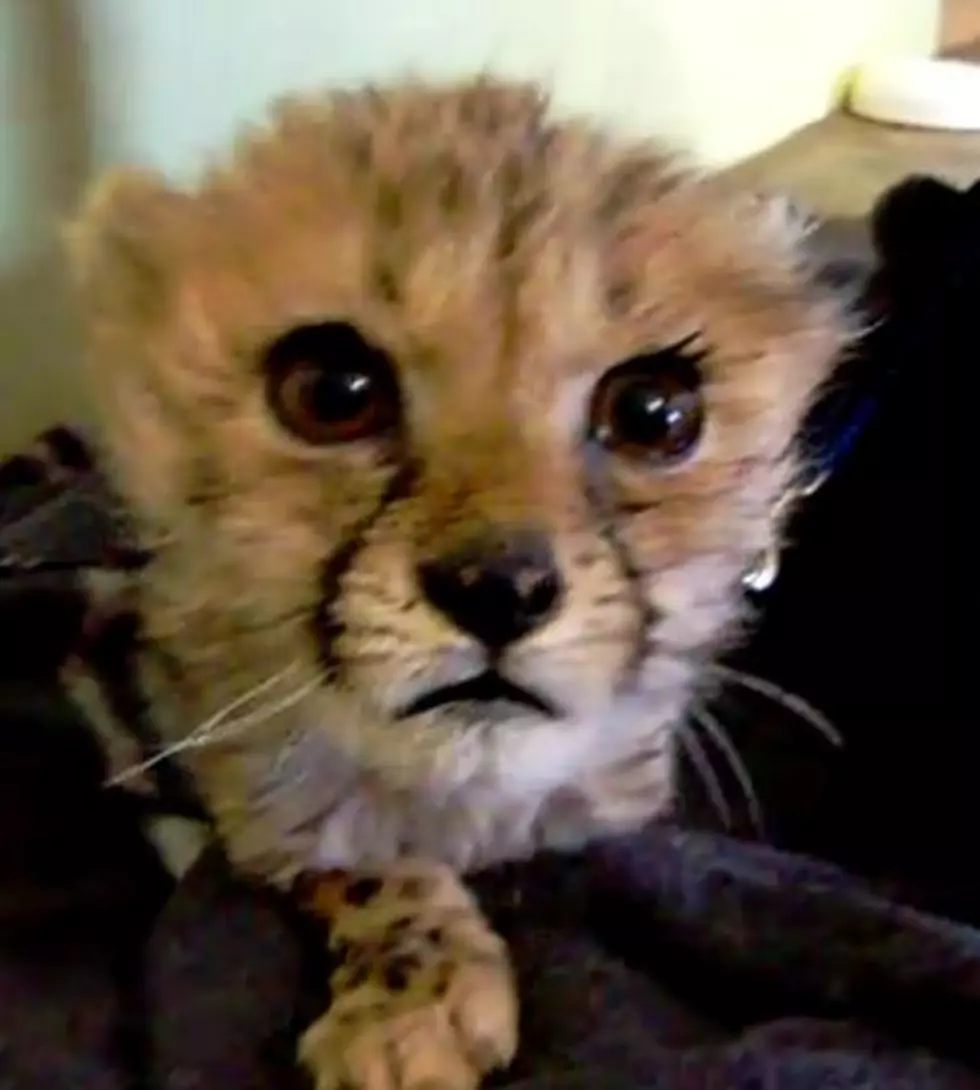 Cute Little Baby Cheetah Kitten Meows?  Purrs? Squeals?