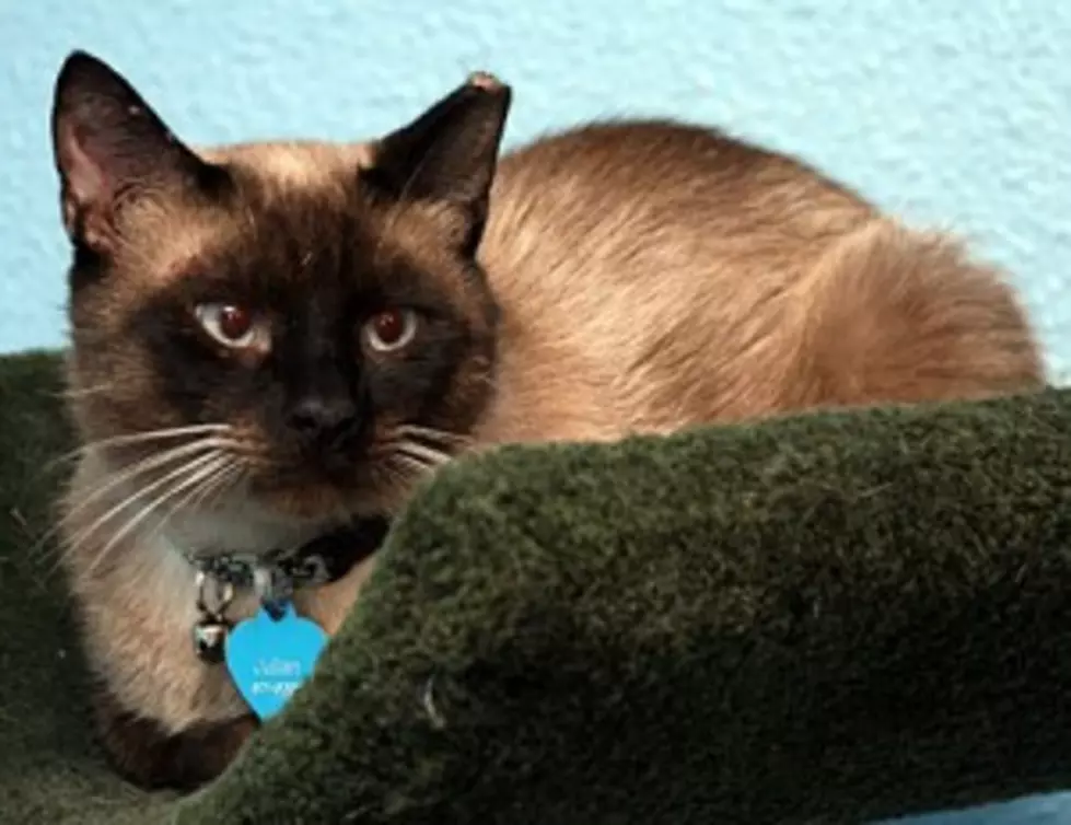 Crash&#8217;s Landing Kitty &#8220;Julian&#8221; Needs A Loving Furrrever Home