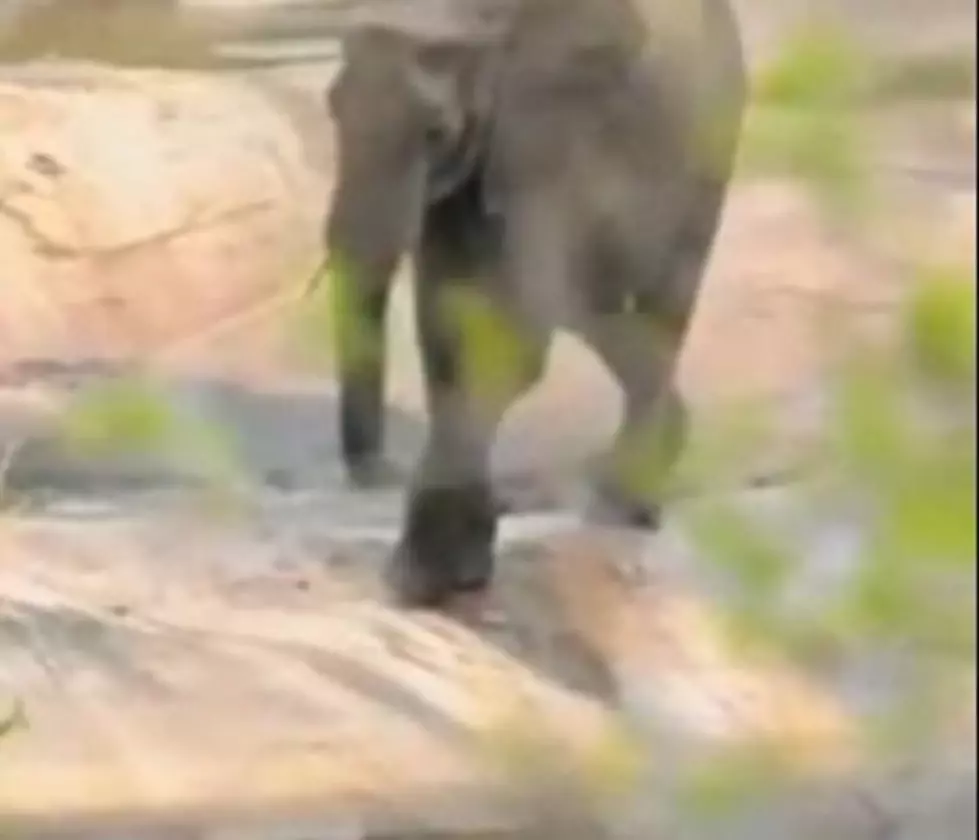 Mother Elephant Saves Her Baby From Drowning!