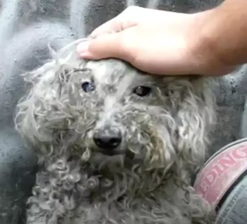 Blind, Abandoned Dog, Gets Second Chance &#038; Miraculous Transformation!