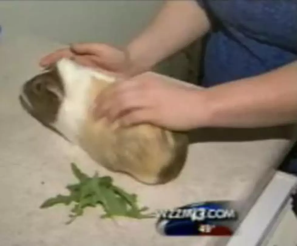Student Sues GVSU, Needs Guinea Pig For Emotional Support