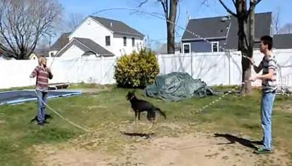Dog Is A Better Jump-Roper Than Most Humans! [Video]