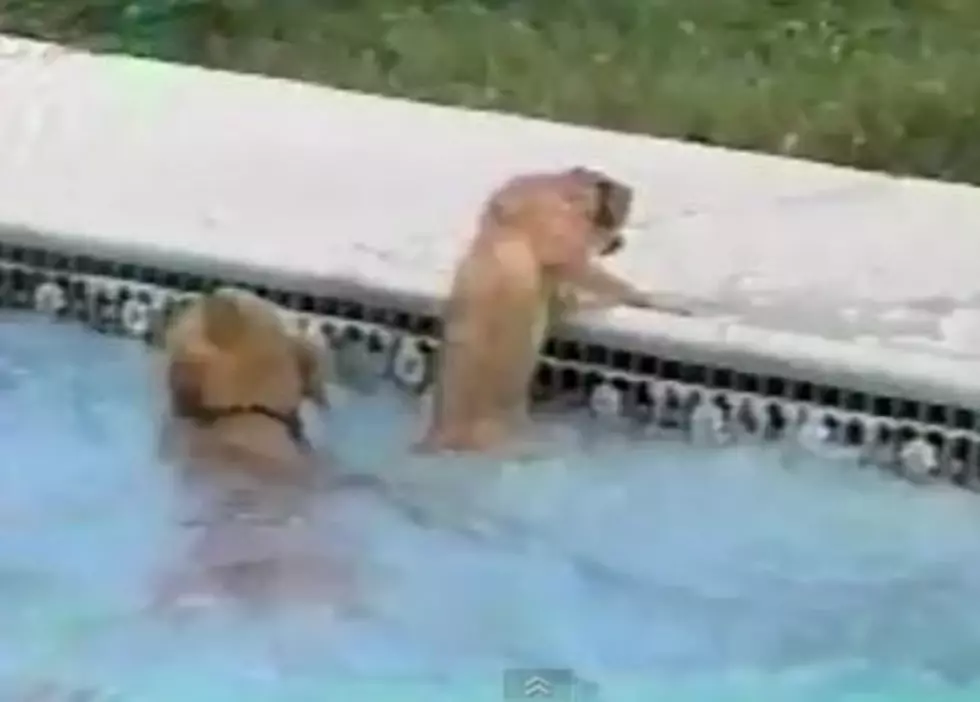 Dog Saves Puppy From Drowning In A Pool 