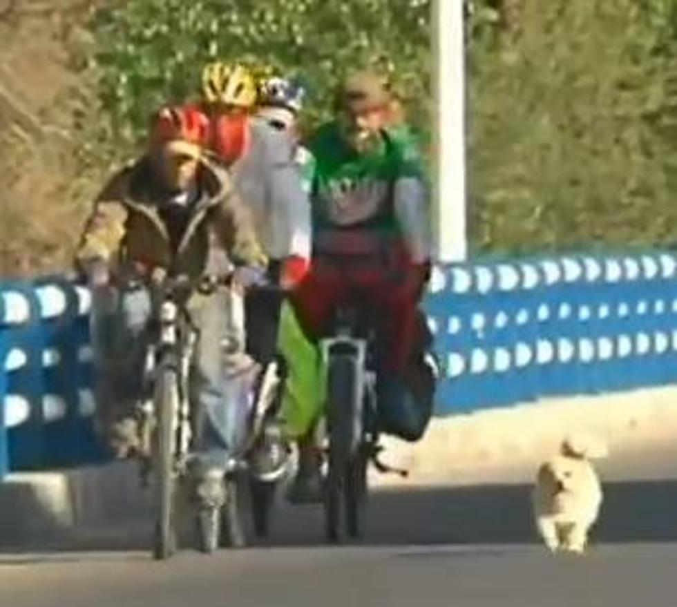 Stray Dog Runs To Tibet With Chinese Cyclists [Video]