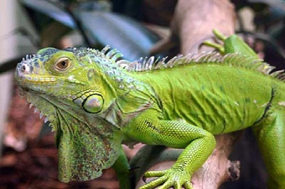 4-Foot-Long Iguana On The Loose In Grand Rapids (UPDATE = Iguana Found)