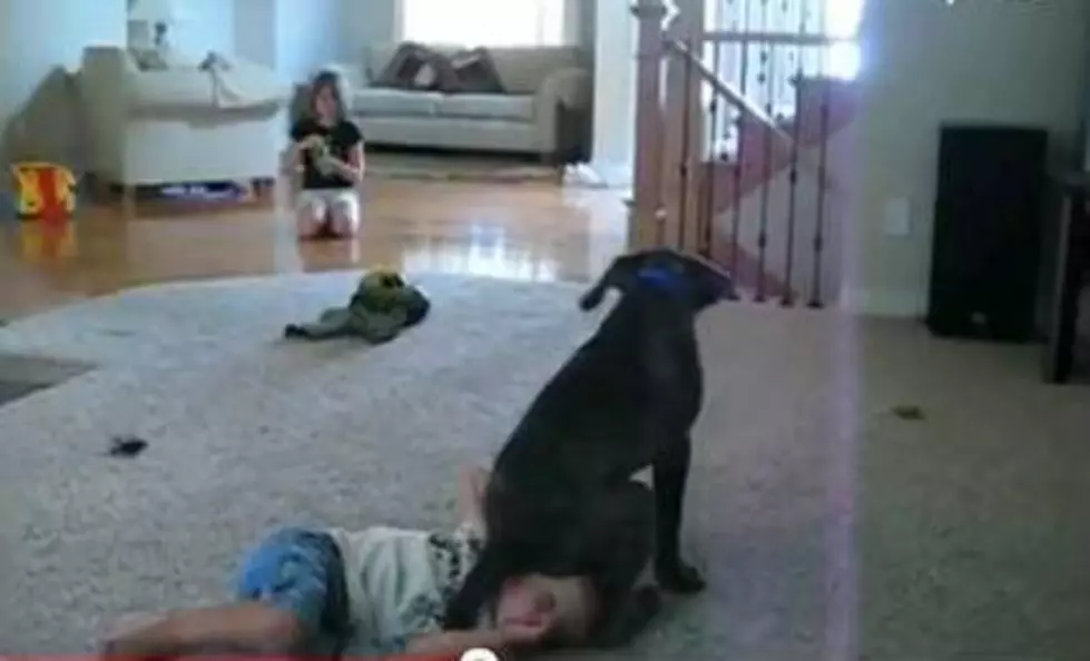 Dog Takes a Seat on Kid’s Head (Video)