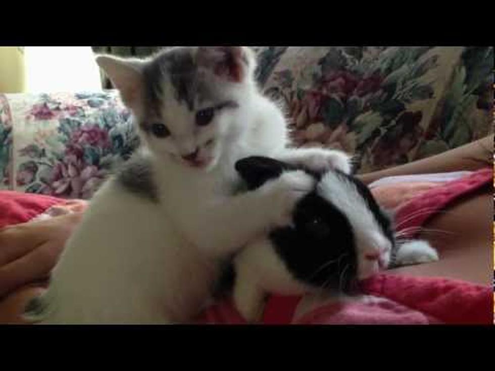 Kitten Give Bunny a Bath  (video)