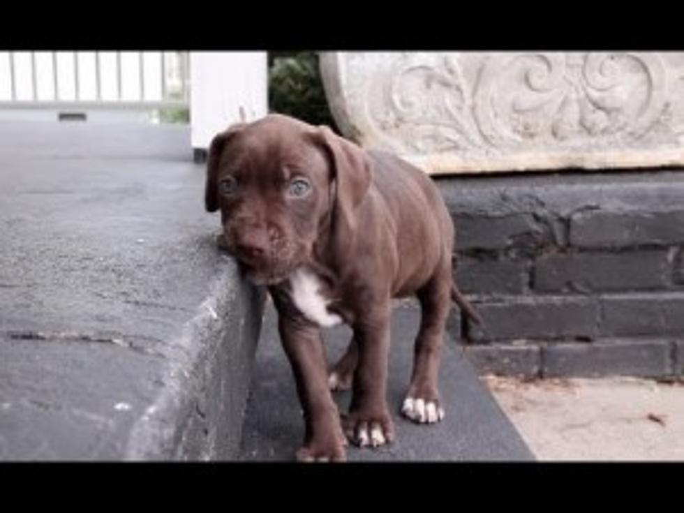 Cute Puppies at Play (video)