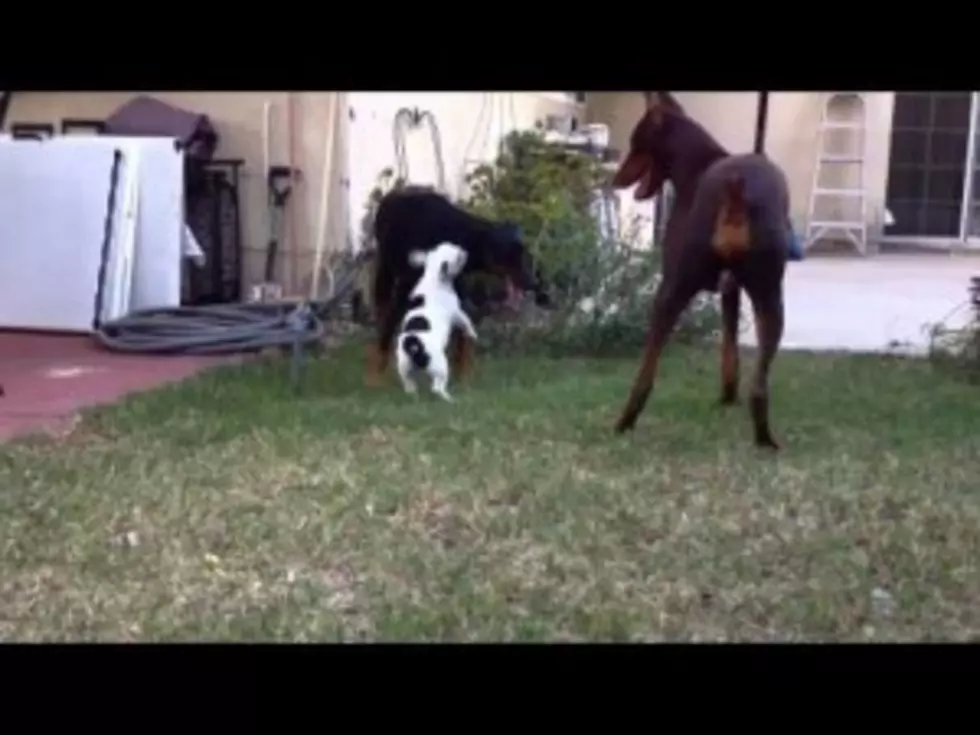 Little Dog Plays With The Big Boys  (video)