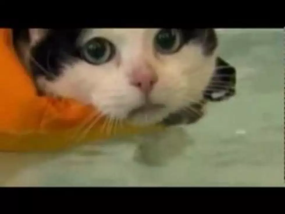 News Anchor Laughs Hysterically at Fat Cat Swiming  (video)