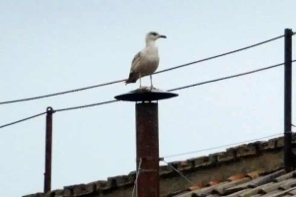 Sistine Seagull On Twitter