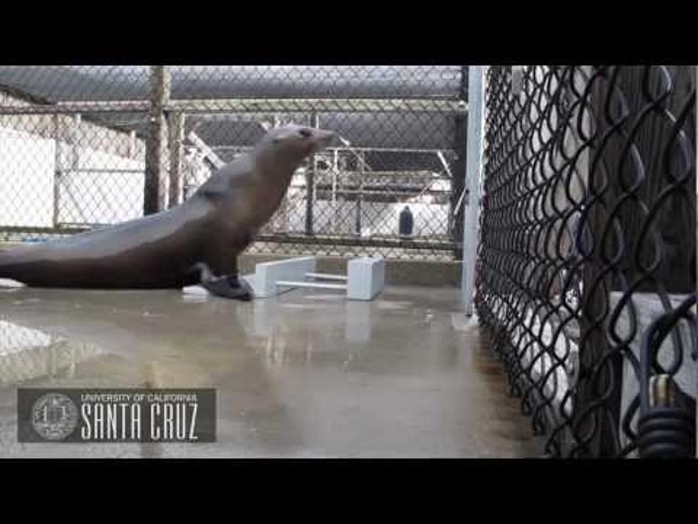 Sea Lion a Good Dancer?  He Sure Keeps a Good Beat!  (video)