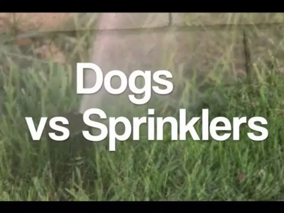 Summer Time with a Dog and a Sprinkler  (video)