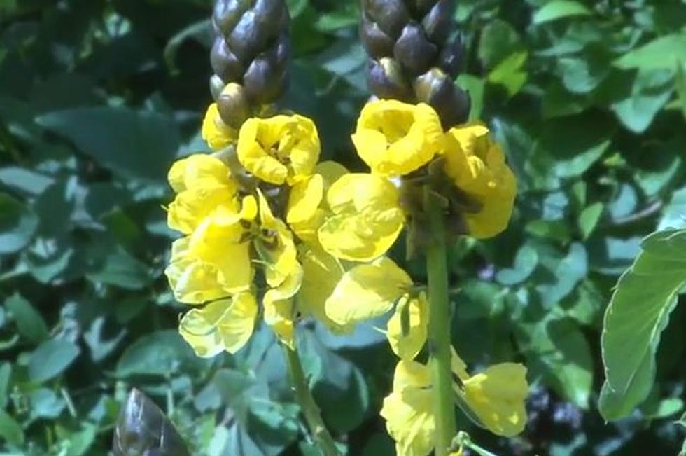 Frederik Meijer Gardens Plant Smells Like Popcorn [Video]