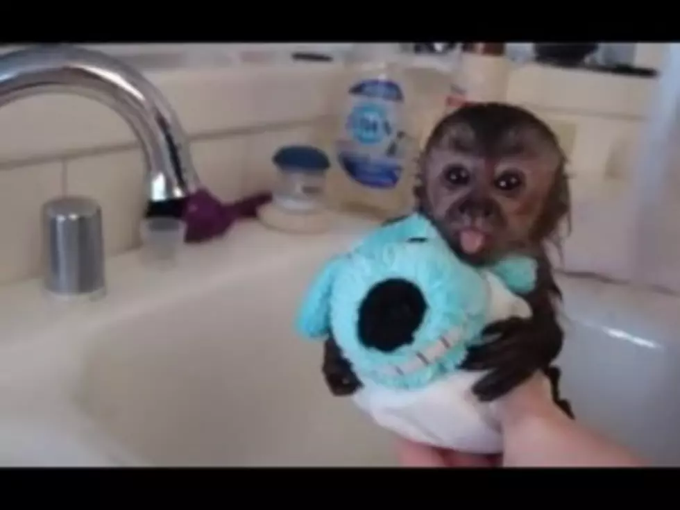 Adorable Animal Videos While Getting a Bath  (video)