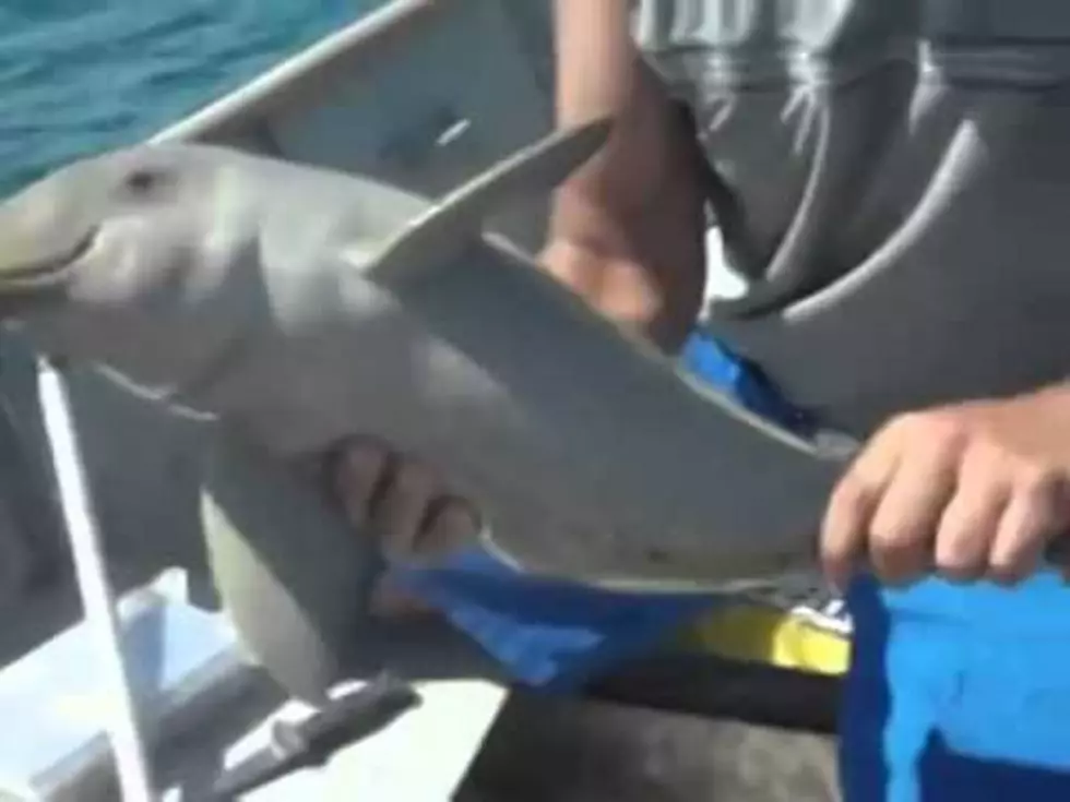 Brazilian Fisherman Rescue Baby Dolphin  (video)