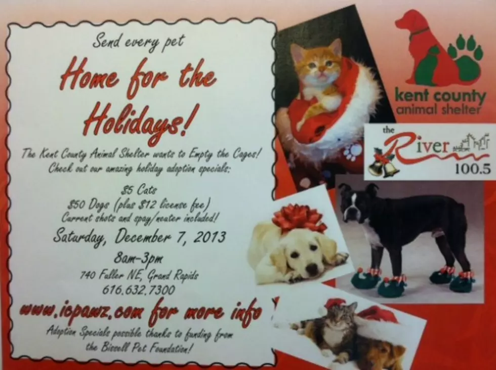 Every Pet Needs a Home for the Holidays