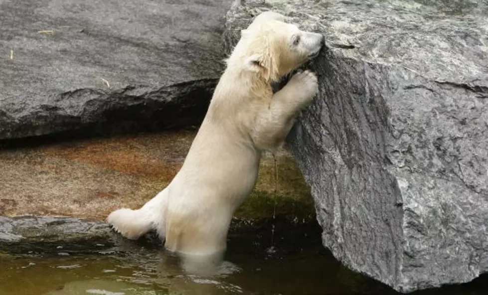 Toronto Zoo Asking You To Help Name Baby Polar Bear