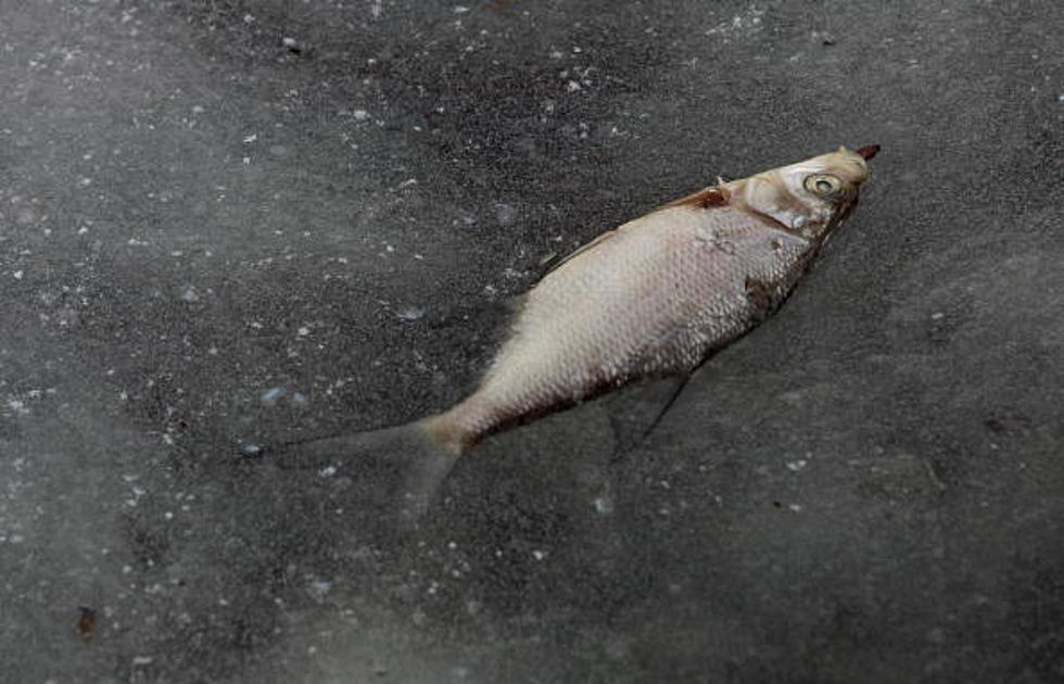 Heavy snow and ice expected to create large fish kill in Michigan