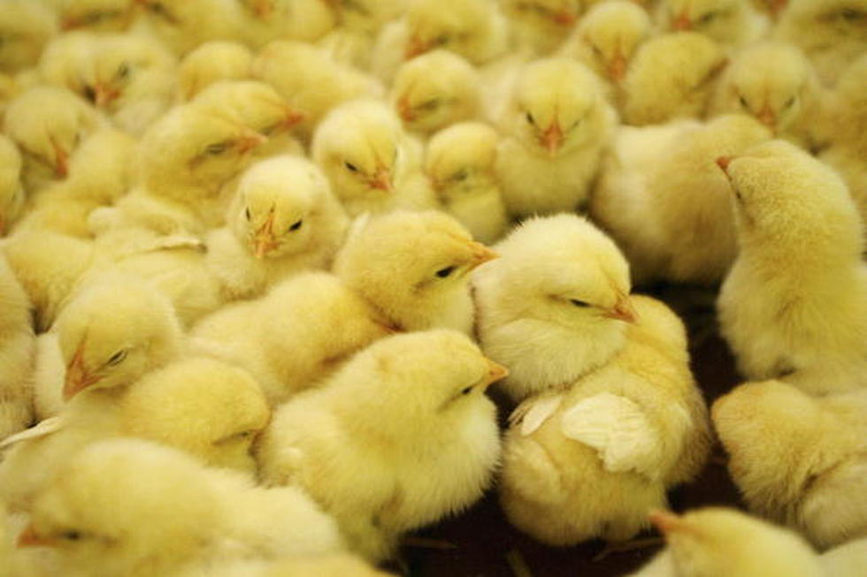 Kids handling spring chicks? Beware of Salmonella.