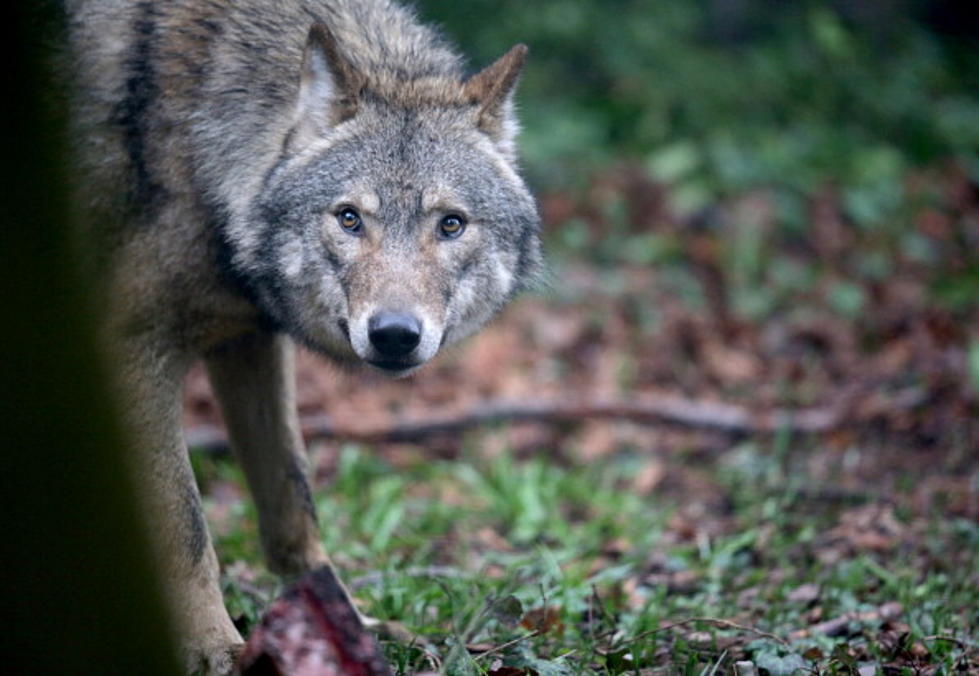 DNR: Michigan's Wolf Population Steady