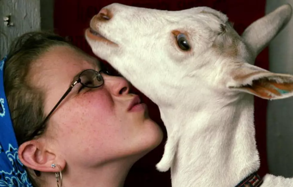 Watch Frosty The Snow Goat Take His First Steps With a Wheelchair