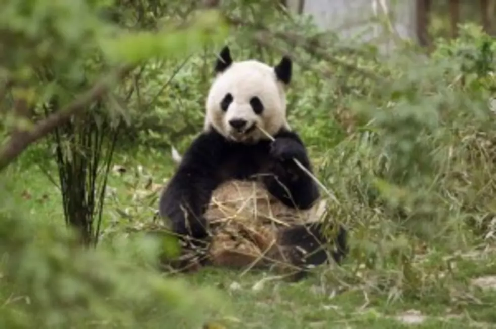 Baby Panda Battles Bamboo Plant [Video]