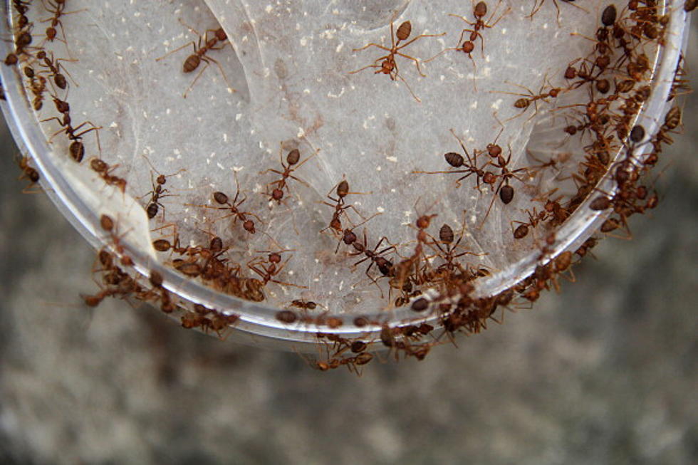 Halting Ants