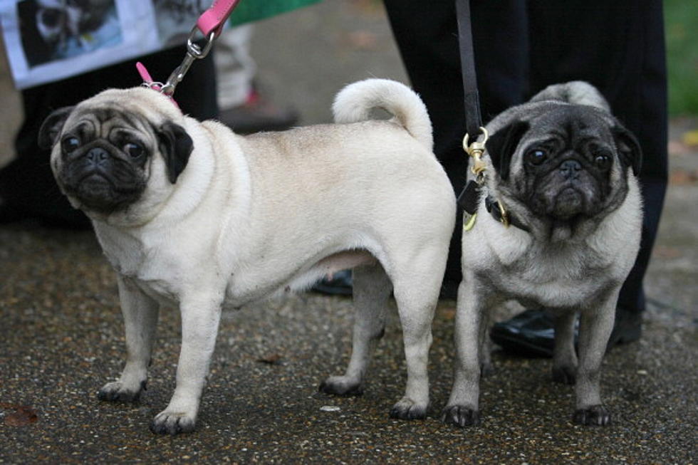 Tom Cook’s Workday Dog Break – Two Pugs Getting Married [Video]