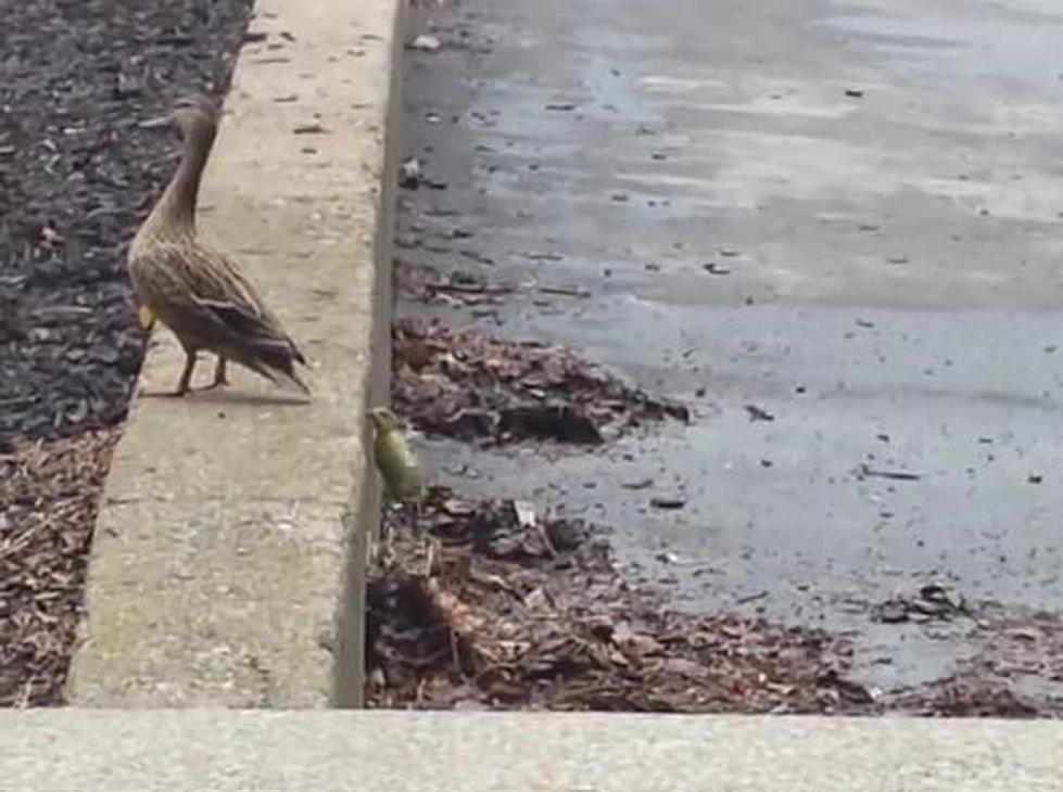 Mama Duck Uses Tough Love To Teach Babies To Climb Stairs [Video]