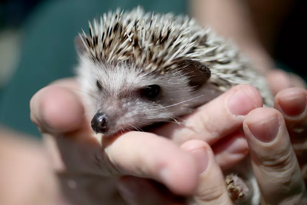 Hedgehog Just Wants To Play With His Pine Cone Friends [Video]