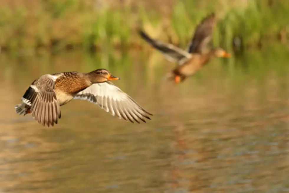 Russian Farmer Has The Most Well Trained Ducks Ever [VIDEO]